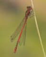 /album/my-local-birding-gallery/the-years-first-large-red-damselle-jpg/